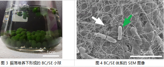 【科技】共生新模式：細(xì)菌纖維素與藍藻聯(lián)手“洗凈”水污染——武漢理工大學(xué)生命科學(xué)學(xué)院最新研究成果解讀(圖2)